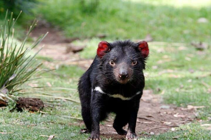 Diable de Tasmanie dans le sanctuaire de Bonorong