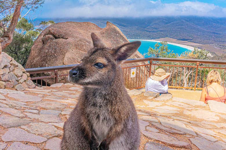 Wineglass Bay lookout local resident