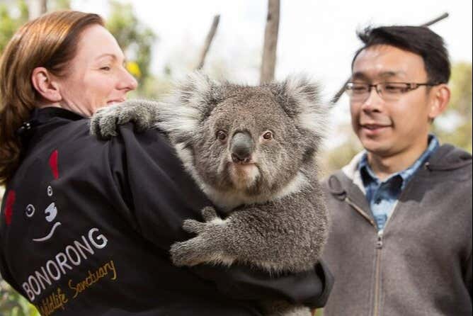 Observez un des koalas du sanctuaire
