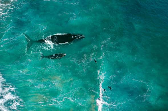 Whale Watching in Jervis Bay