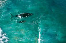 Whale Watching in Jervis Bay