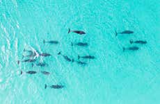 Jervis Bay Dolphin Watching Tour