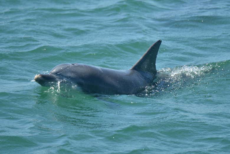 Um golfinho em Jervis Bay