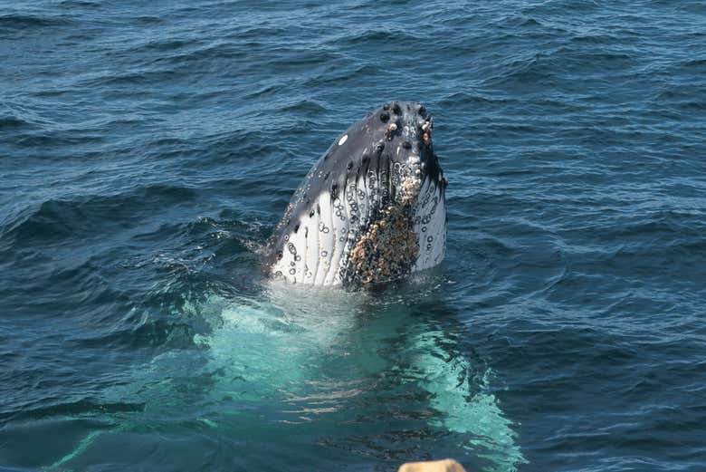 Spotting a whale in Jervis Bay