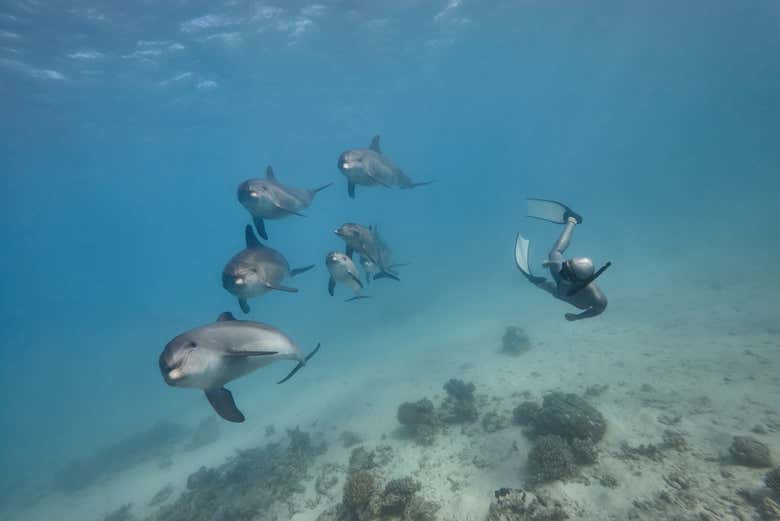 Nadando con delfines en su hábitat natural
