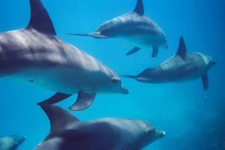 Un grupo de delfines