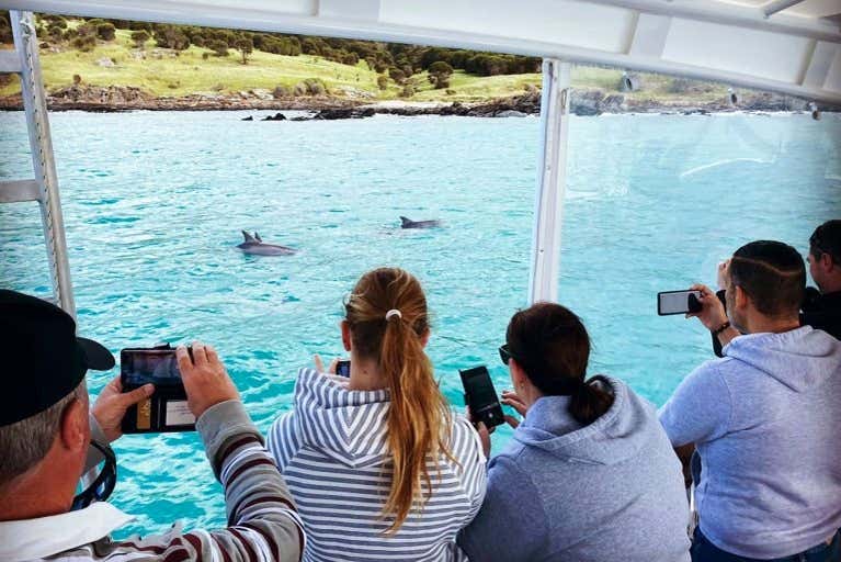 See dolphins up close