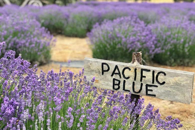 Immerse yourself in a lavender farm