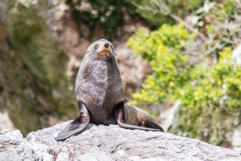 Una simpática foca en Isla Canguro
