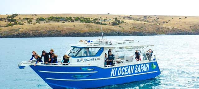 Snorkeling avec des dauphins et des phoques sur l'île Kangourou