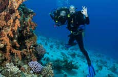 Lord Howe Island Scuba Diving Introduction