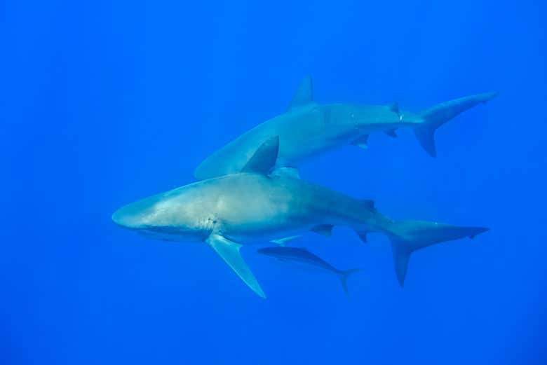 Requins des Galápagos