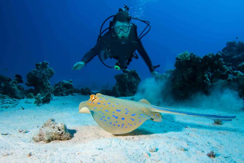 Diving near the beach