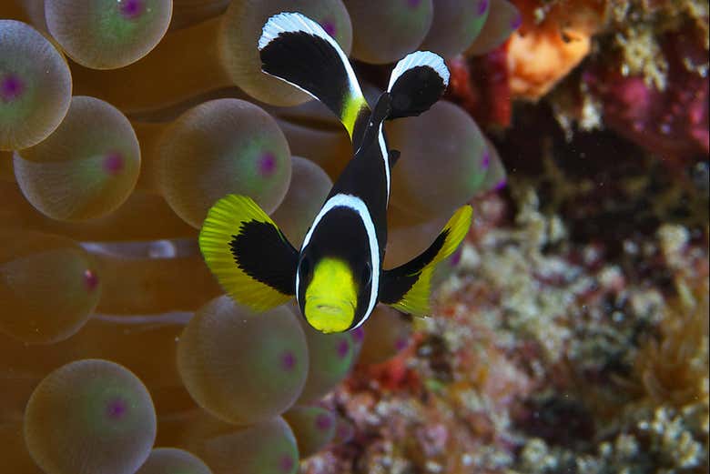 Découvrez les fonds marins de l'île