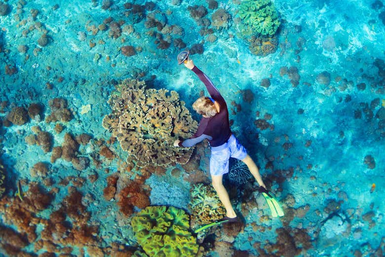 Practicando snorkel en la isla Lord Howe