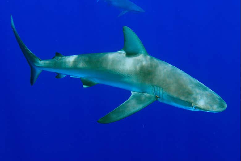 Découvrez la faune marine d'Australie