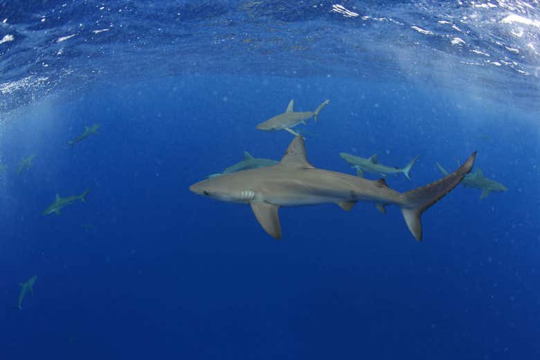 Requins des Galapagos
