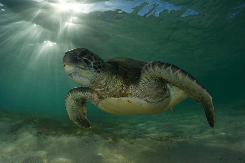 Tortue marine