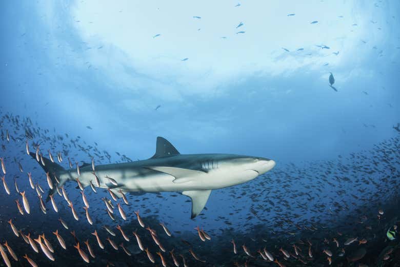 Nagez avec les requins des Galápagos
