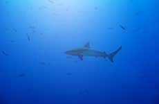 Snorkel con tiburones de Galápagos en la isla de Lord Howe