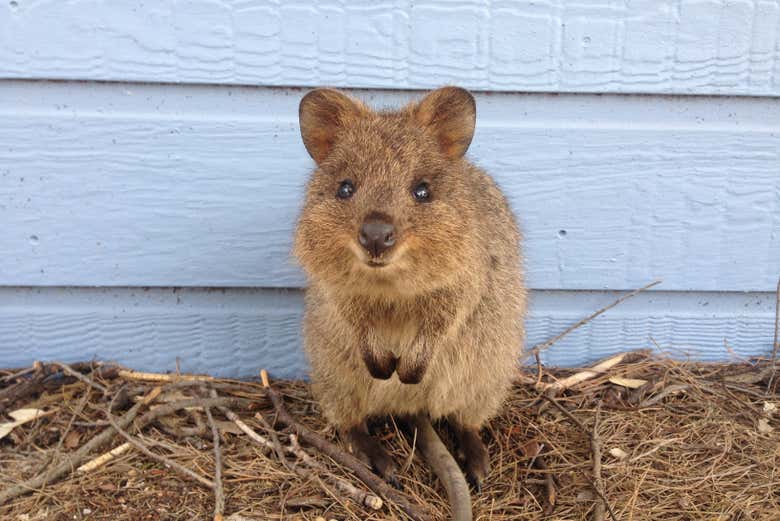 Un quokka, l'animal le plus heureux du monde