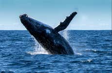 Observation de baleines sur l'île Phillip