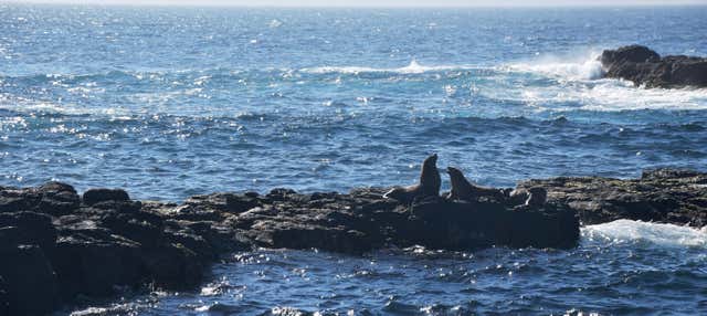 Avistamiento de leones marinos en la Isla Phillip