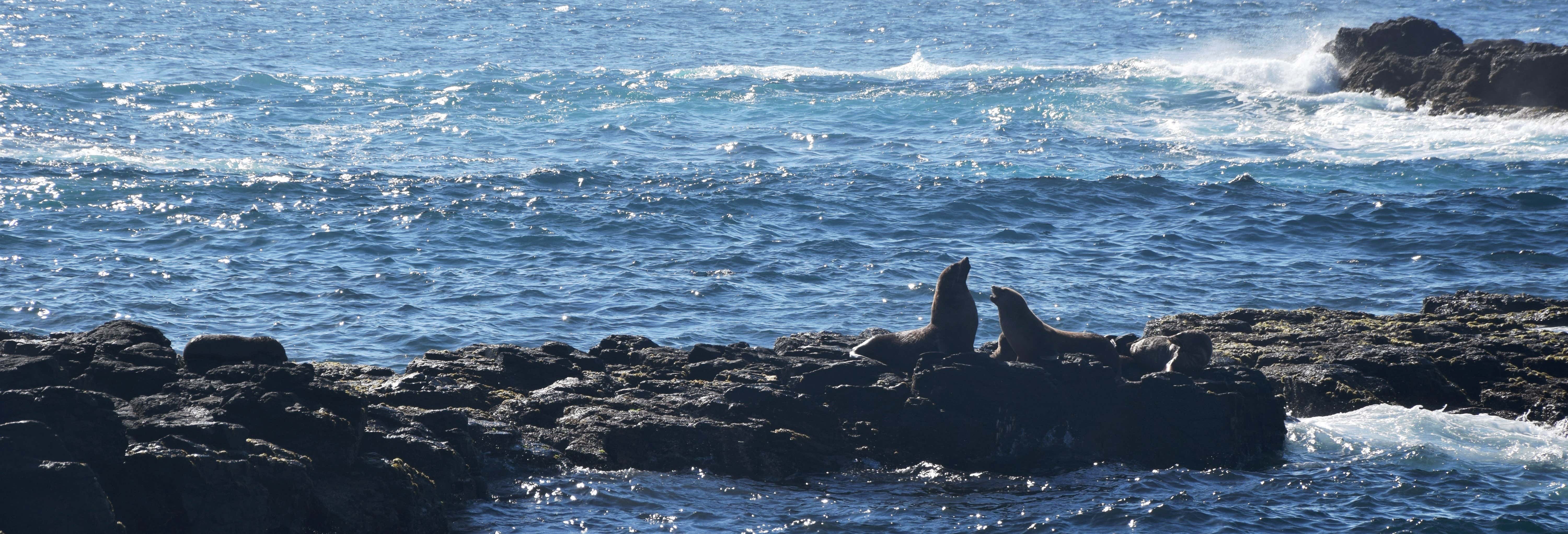 Observation d'animaux à Phillip Island