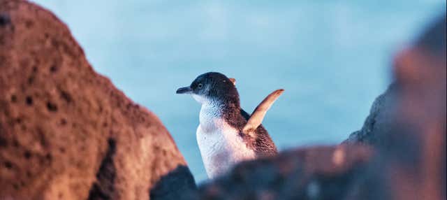 Desfile de pingüinos en la Isla Phillip