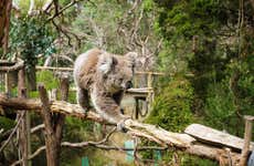 Phillip Island Nature Parks Ticket