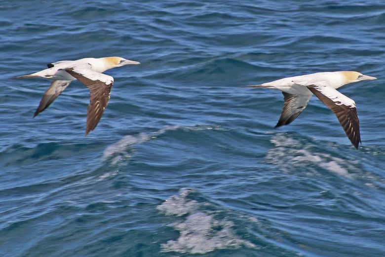 Oiseaux aquatiques