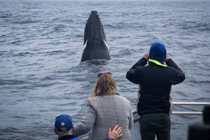 Profitez de l'activité d'observation des baleines