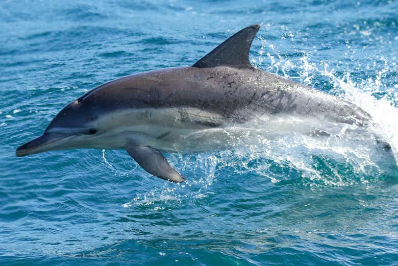 Observation de dauphins