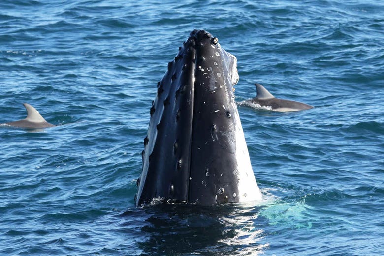 Una balena appena emersa in superficie