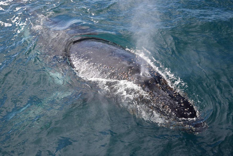 Avvistamento di balene a Phillip Island