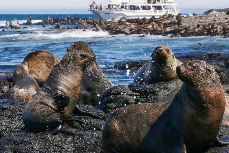 Otaries sur les rochers