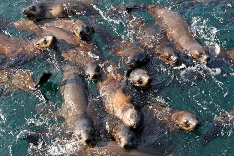 Otaries dans l'eau