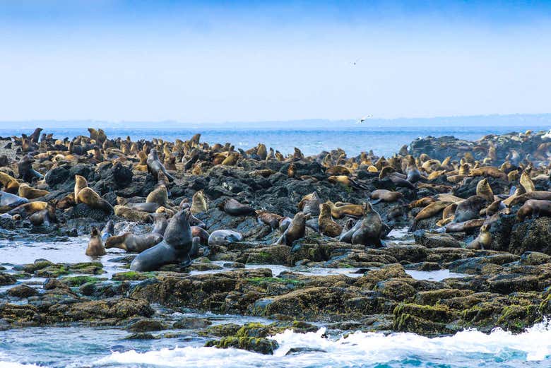 Colonie d'otaries