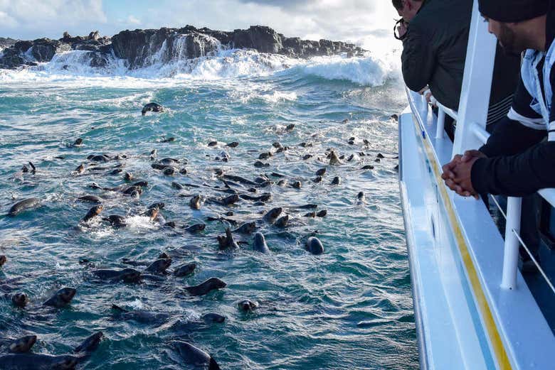 Otaries à côté du bateau
