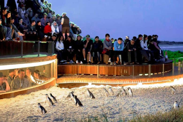 Les pingouins arrivent à Phillip Island