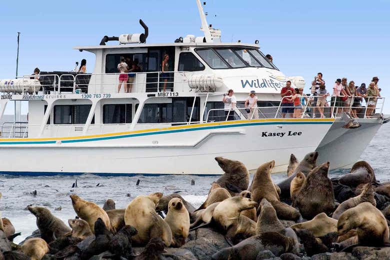 Observation d'otaries depuis le bateau