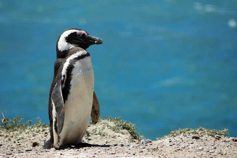 Observation de pingouins