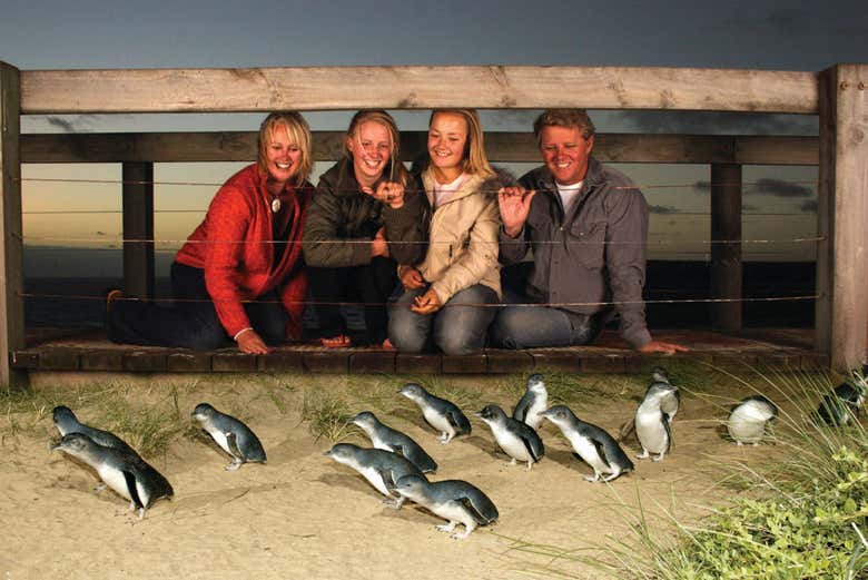 Manchots pygmées au Parc Naturel de Phillip Island