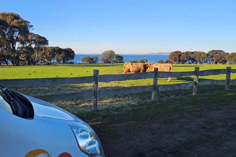 Vaquitas tomando el sol en la Isla Phillip