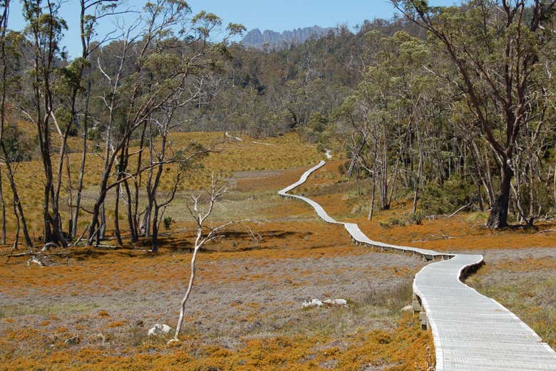 Faremos uma caminhada pela Enchanted Forest Walk