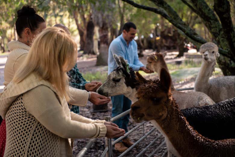 Alimentando os animais em uma fazenda em Margaret River