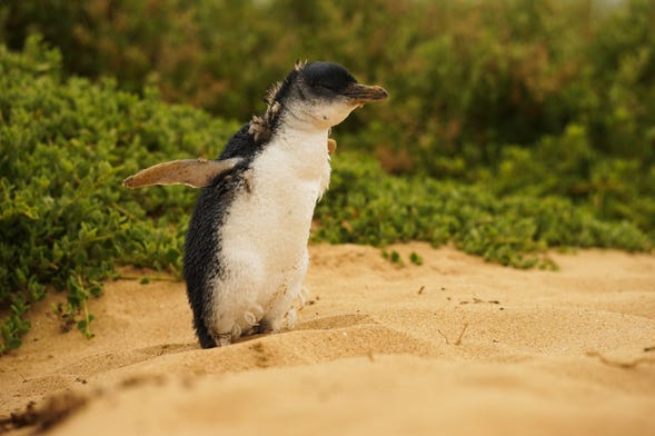 Avistamiento de pingüinos en la isla Phillip