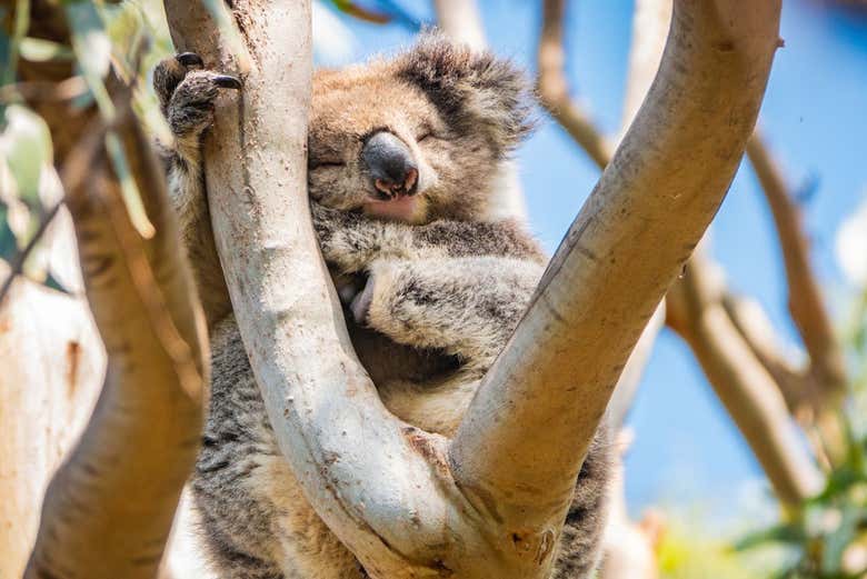 Un spécimen de koala