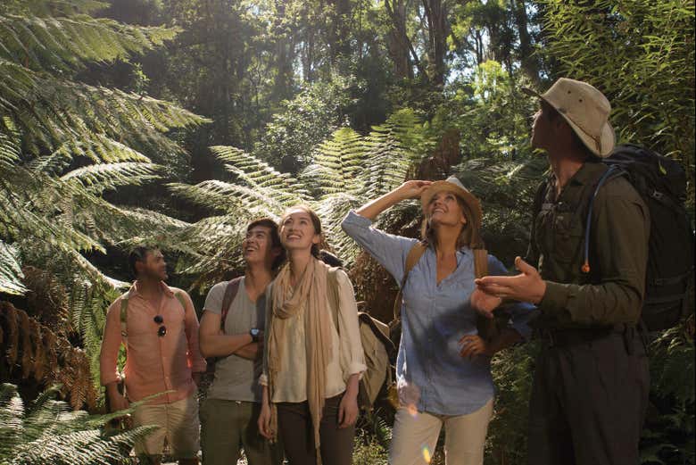 Buscando animales en el bosque