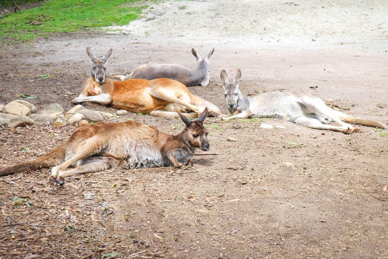Kangaroos in Healesville Sanctuary